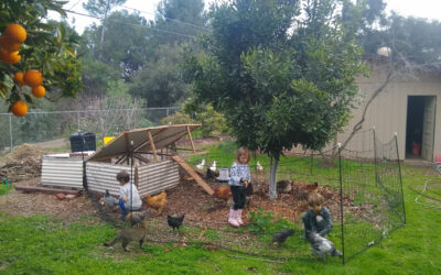 Backyard farming: Scaling up your garden