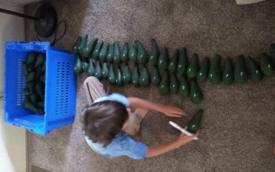 Avocados for sale in May and June: GEM and Gwen