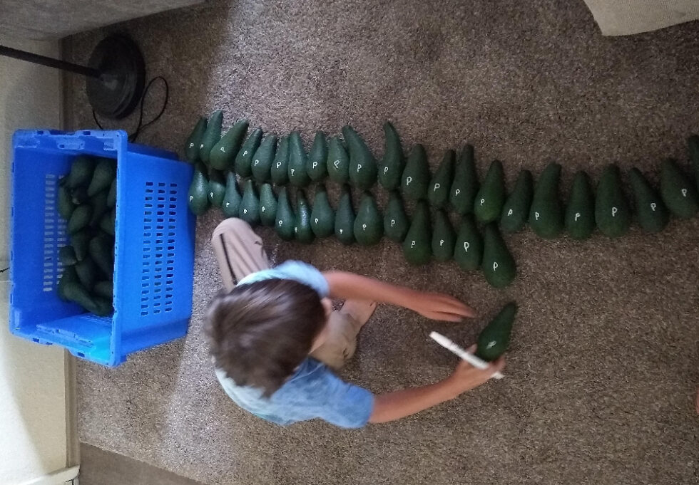 avocados-for-sale-in-may-and-june-gem-and-gwen-greg-alder-s-yard