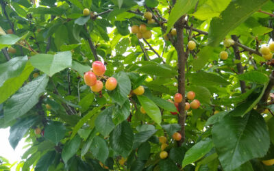 Cherry trees in Southern California