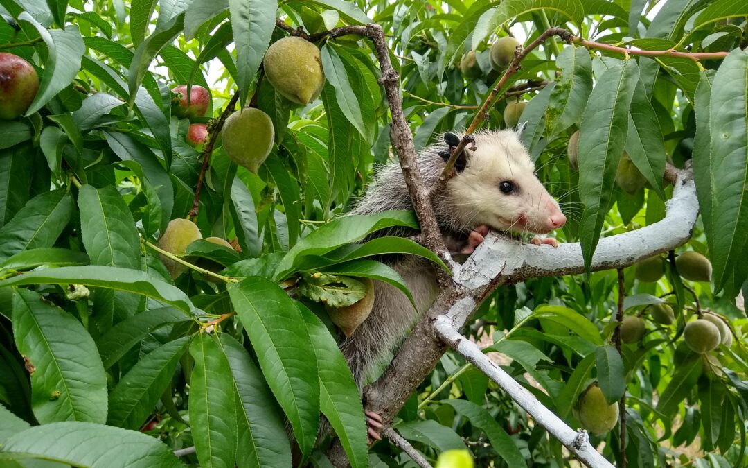 Fruit tree pests and diseases: I am not afraid