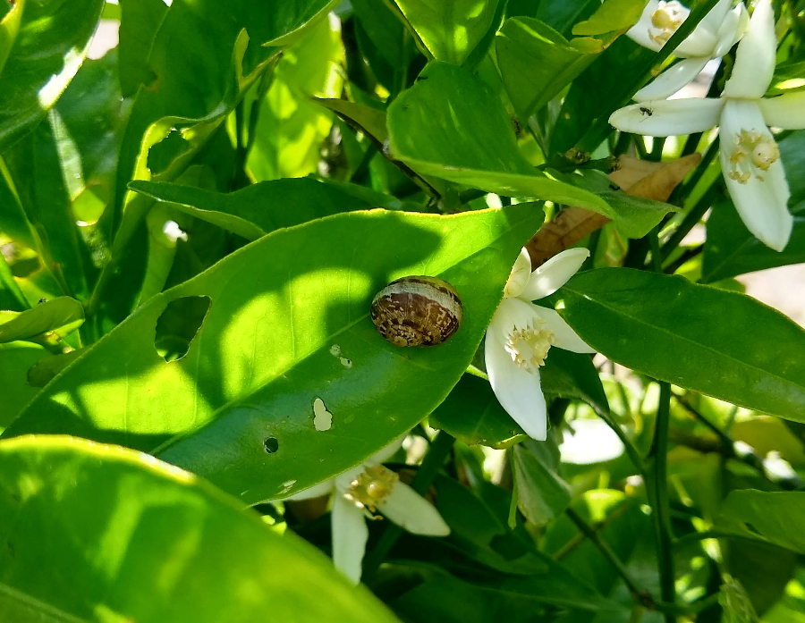 Who's eating your citrus leaves? - Greg Alder's Yard Posts