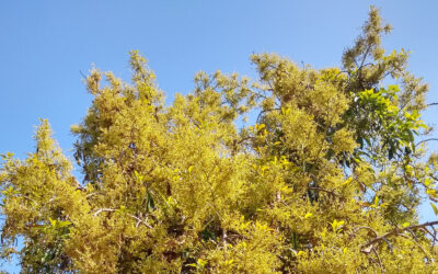 California avocado superbloom 2023