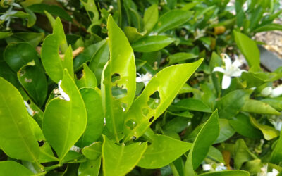 Who’s eating your citrus leaves?