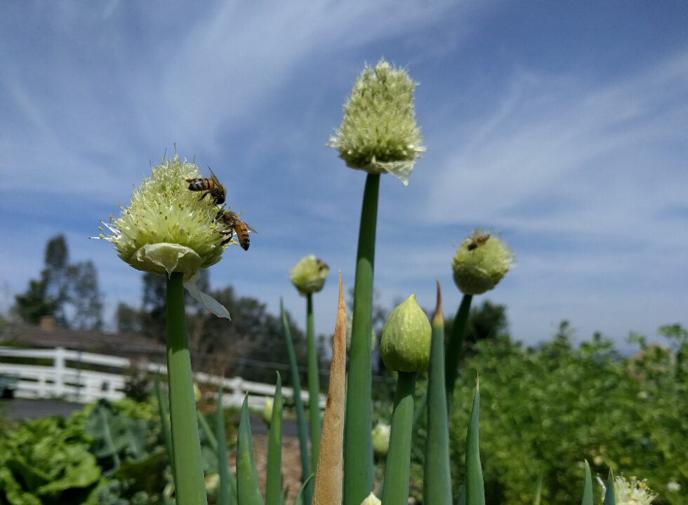 Why do onions flower? (And how to prevent, in Southern California