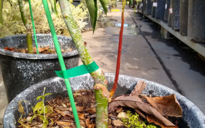 Beware of rootstock suckers on avocado trees