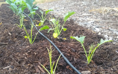 Earwigs, pill bugs, slugs, and snails: stopping their damage to your vegetables