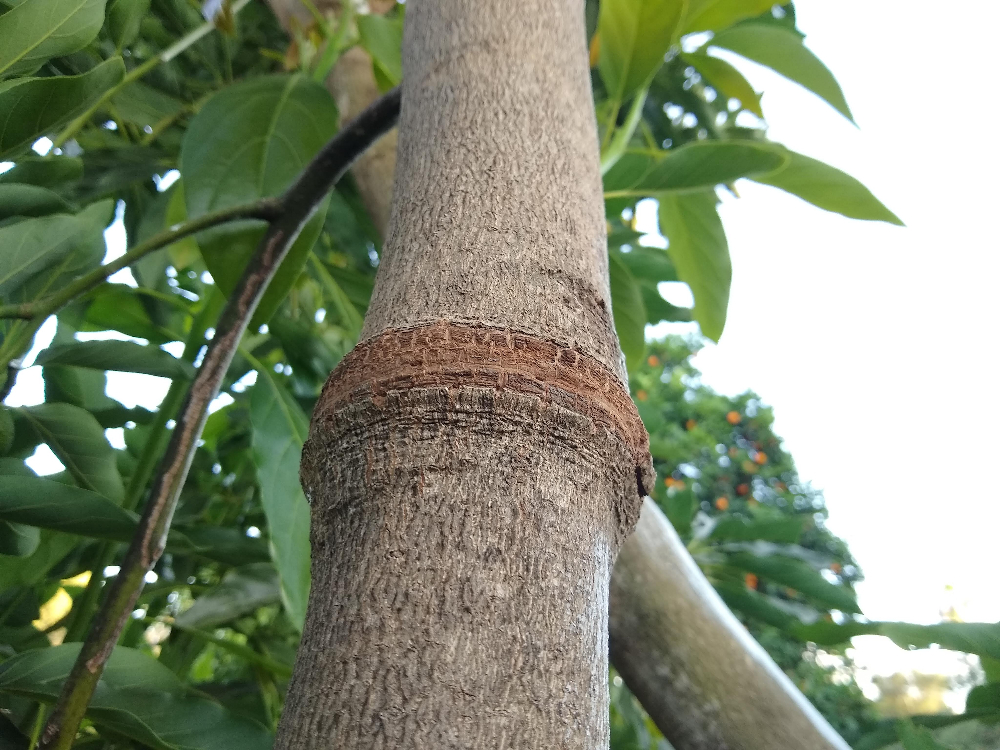 Trunk of a Tree. Strengthening the Trunk of an Old Tree. Metal Ring Around  a Tree Trunk Stock Image - Image of bark, iron: 152248117