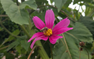 Native bee nesting blocks