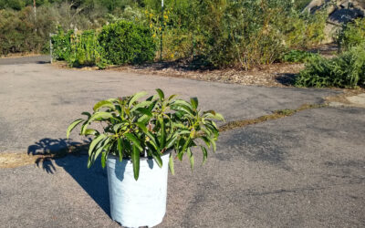 Growing avocado trees in containers