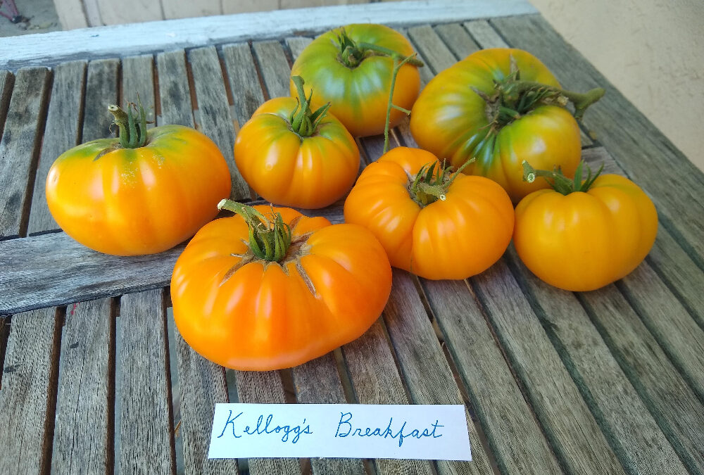 Kellogg’s Breakfast tomato in Southern California
