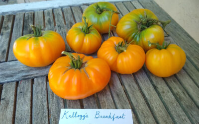 Kellogg’s Breakfast tomato in Southern California