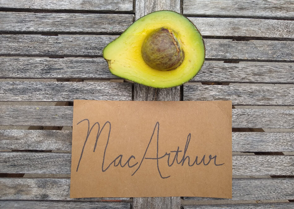 MacArthur avocado: a profile