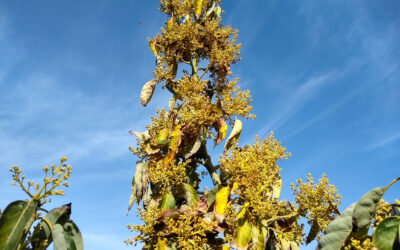 California avocado superbloom 2023: UPDATE