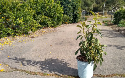 Growing avocado trees in containers