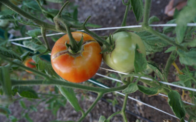 Tomato skin cracking: Why? How to prevent?