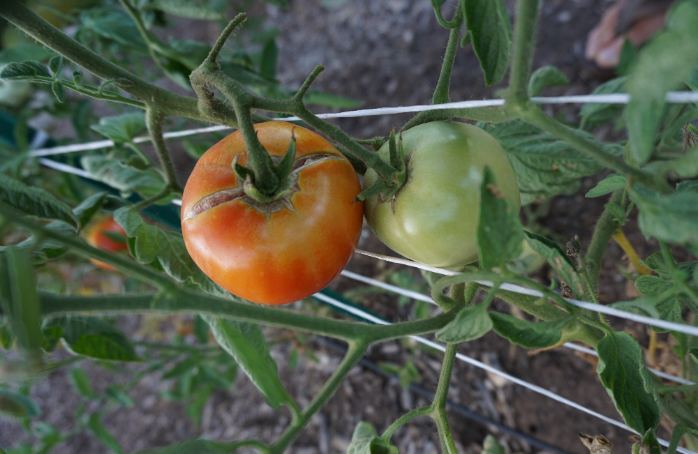 Tomato skin cracking: Why? How to prevent?