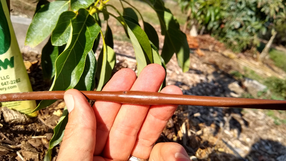 Drip irrigation on newly planted avocado trees