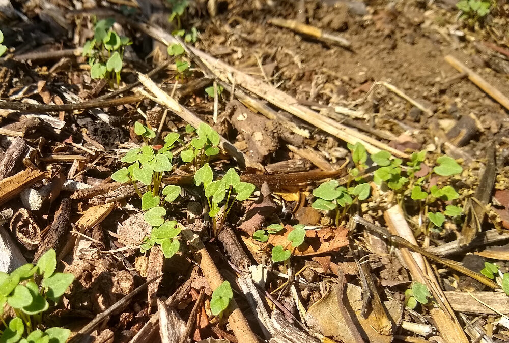 Common garden weeds in Southern California