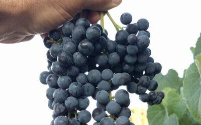 Blueberry grape variety: a profile