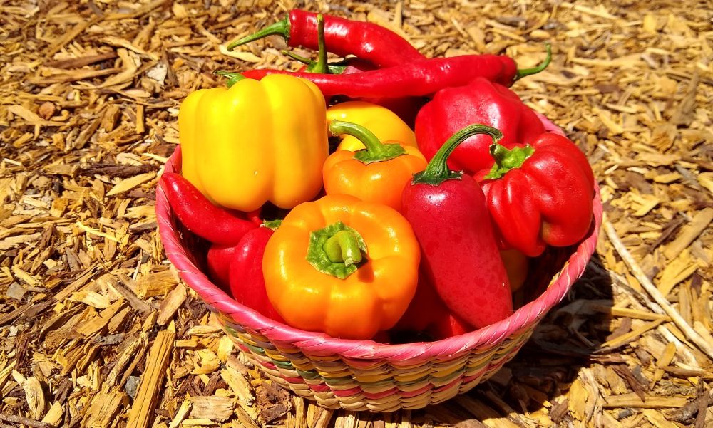 What to do in a Southern California Food garden in September