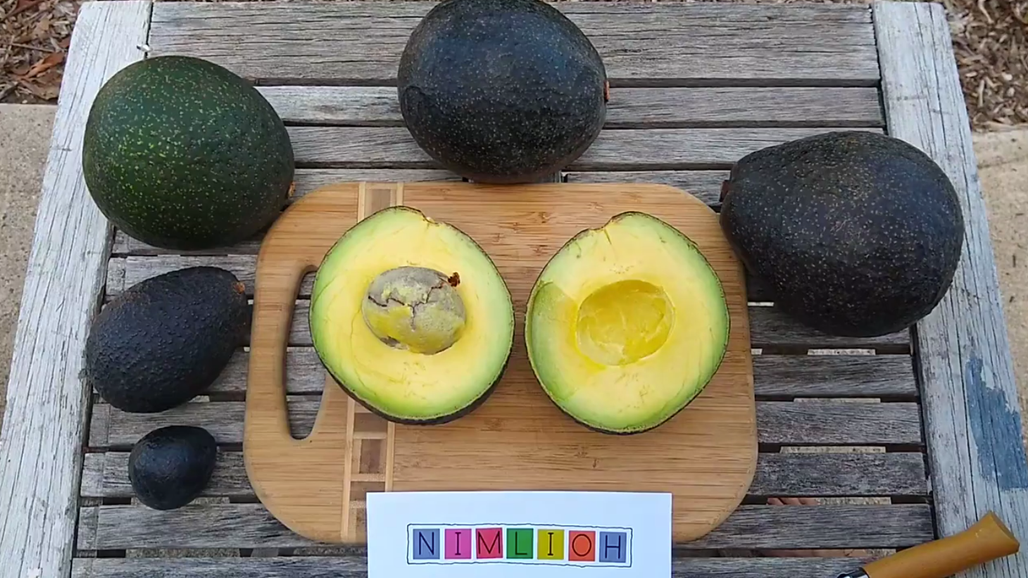 Nimlioh avocado: a profile - Greg Alder's Yard Posts: Southern