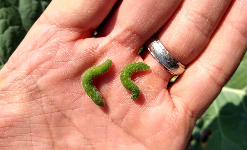 Green caterpillars on broccoli, cabbage, cauliflower, and kale