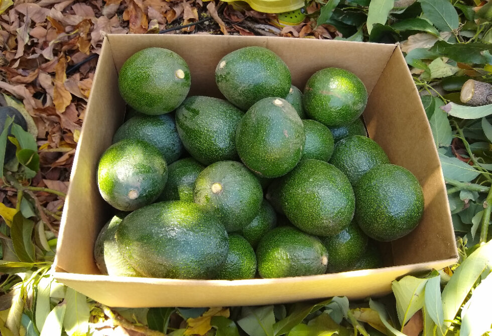 Avocados Archives - Greg Alder's Yard Posts: Southern California food ...