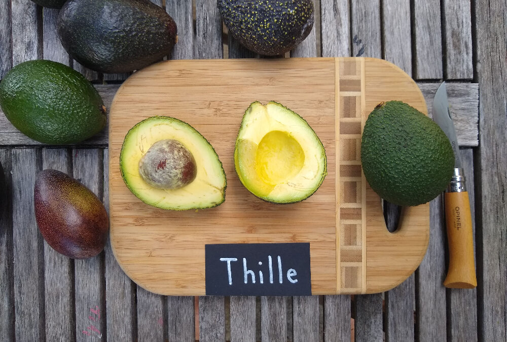 Thille avocado: a profile