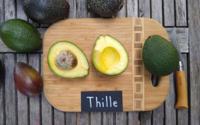 Thille avocado: a profile
