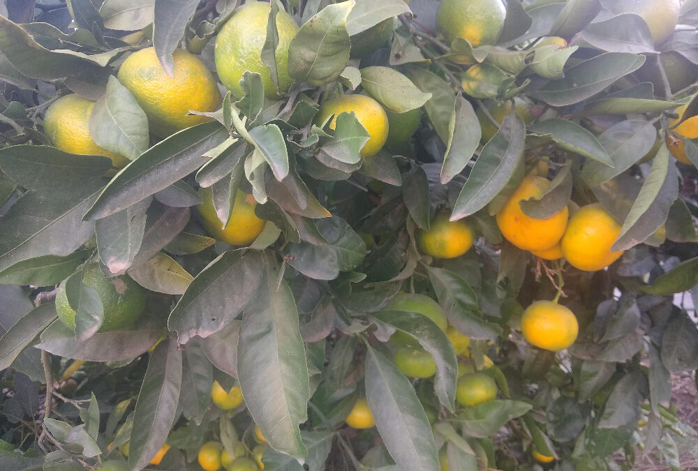 Watering citrus trees in Southern California