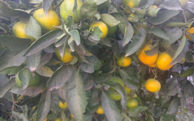 Watering citrus trees in Southern California