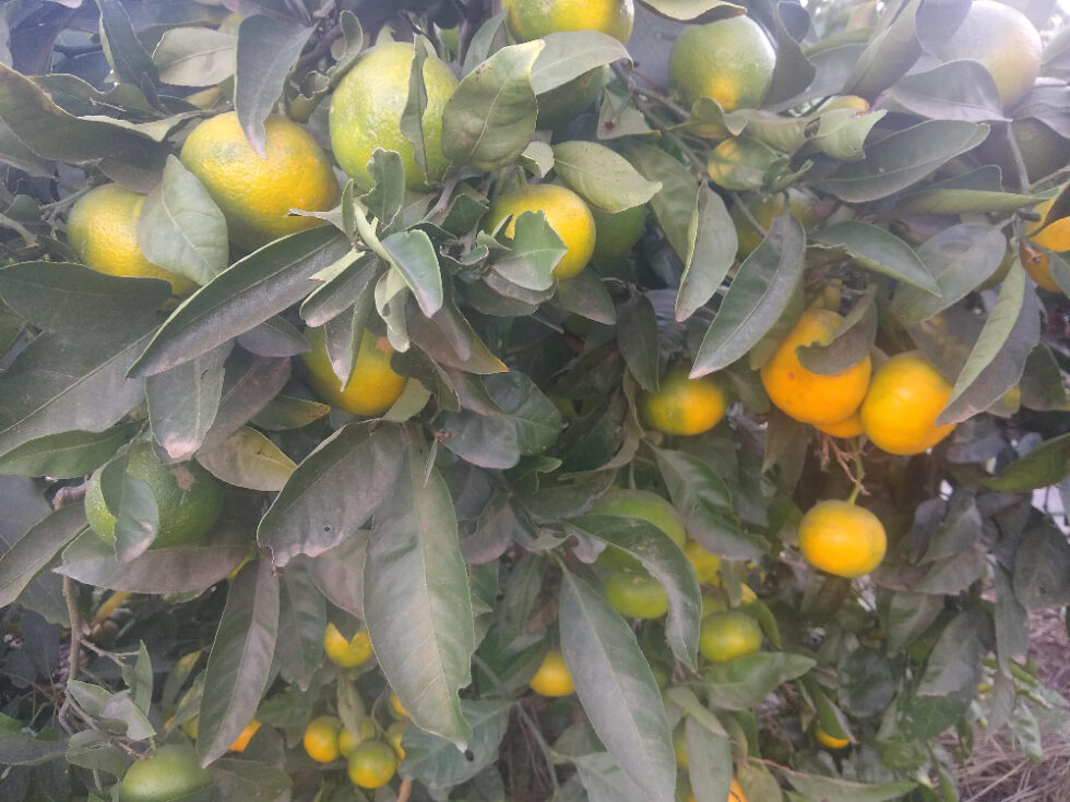 Watering citrus trees in Southern California - Greg Alder's Yard Posts ...