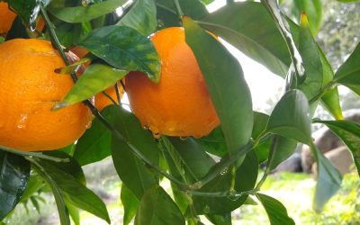 Watering citrus trees in Southern California