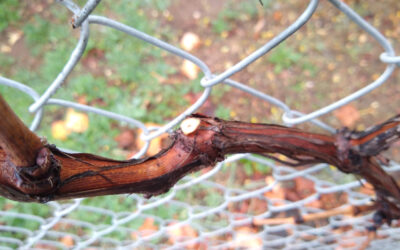 Don’t prune apricots, cherries, and grapes in winter in Southern California?