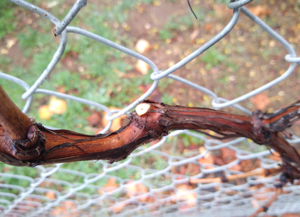 Don’t prune apricots, cherries, and grapes in winter in Southern