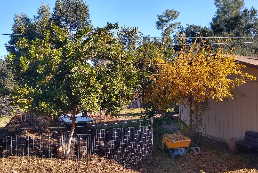 Why prune fruit trees in winter in Southern California? (And why not?)