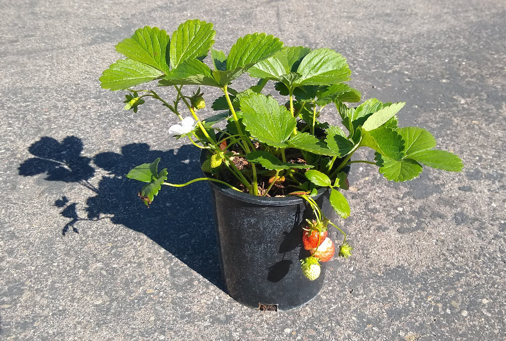 Growing strawberries in containers