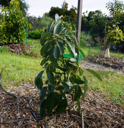 Transplanting fruit trees in Southern California - Greg Alder's Yard ...