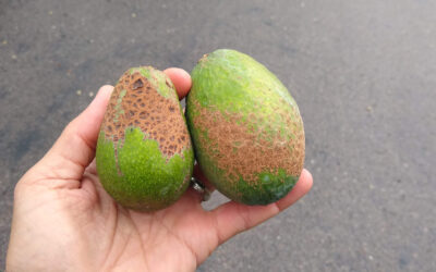 Avocados have brown skin? Here’s why
