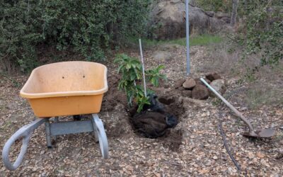 Transplanting fruit trees in Southern California