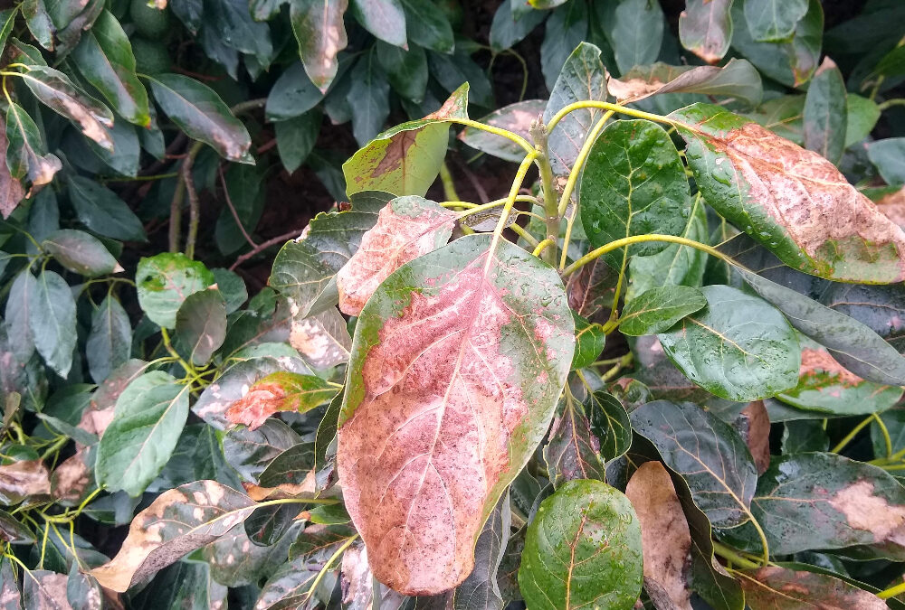 Avocado varieties in the cold: observations 2024