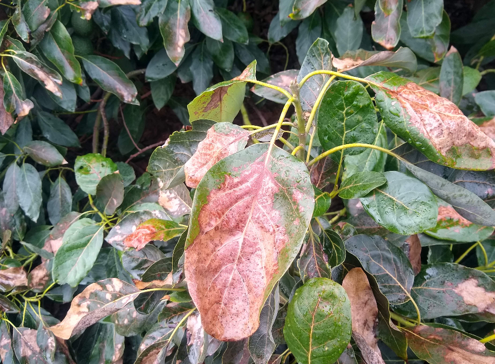 Avocado varieties in the cold: observations 2024 - Greg Alder's Yard ...