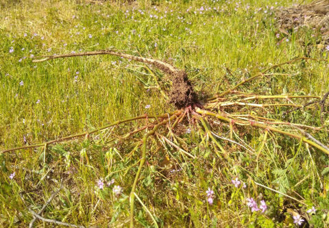 What is good about weeds - Greg Alder's Yard Posts: Southern California ...