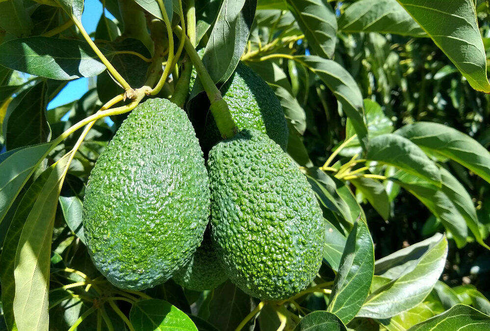 Carmen avocado tree: a profile