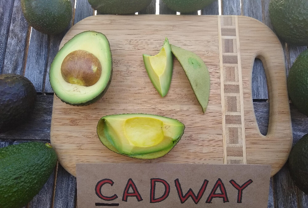 Cadway avocado fruit: a profile