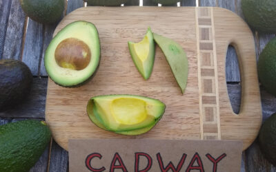 Cadway avocado fruit: a profile