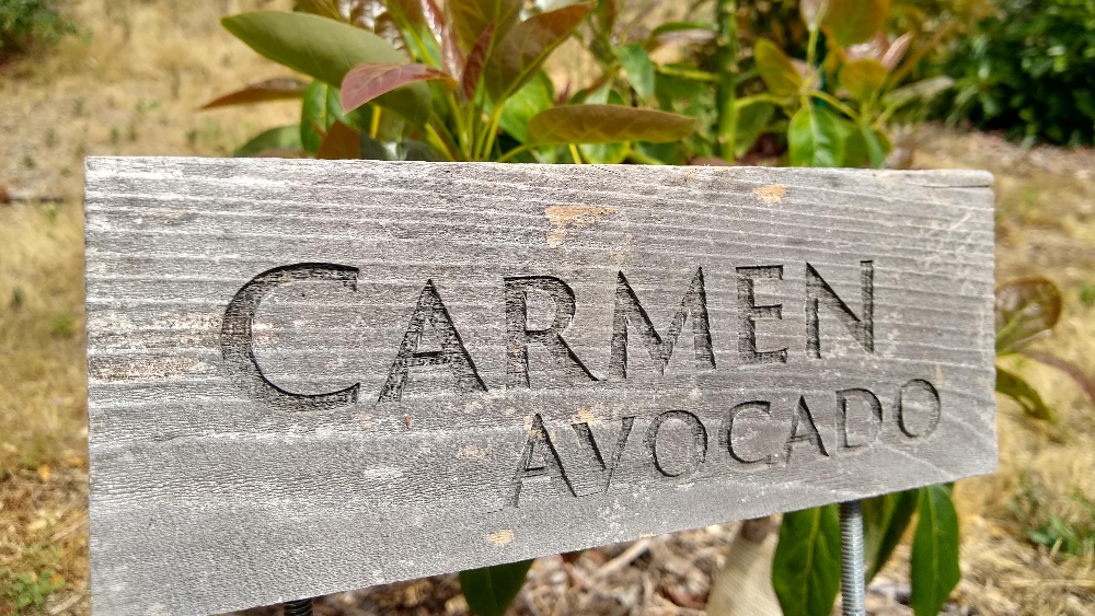 Carmen avocado tree: video profile