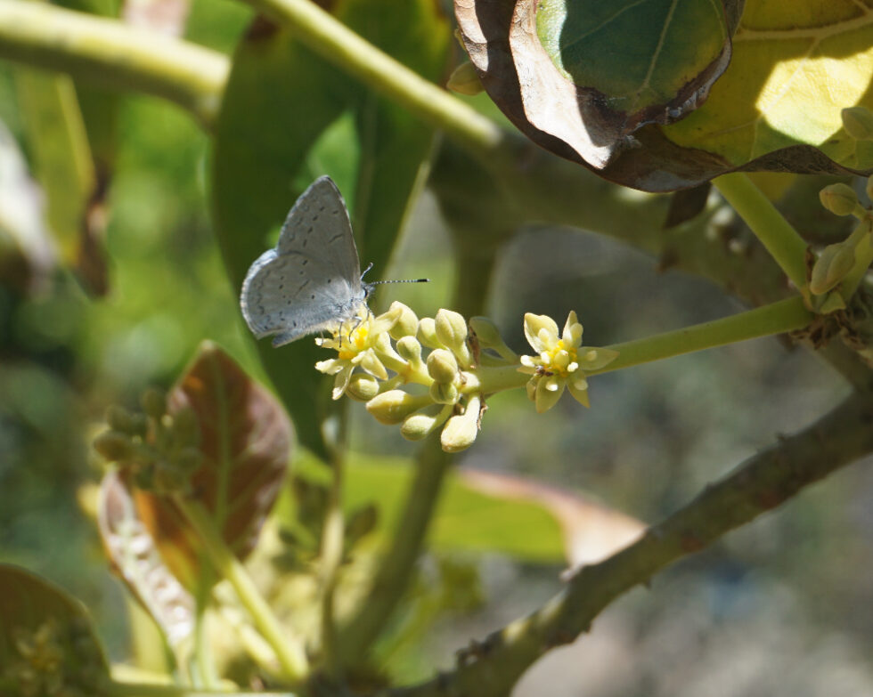 Who pollinates avocado flowers? - Greg Alder's Yard Posts: Southern ...