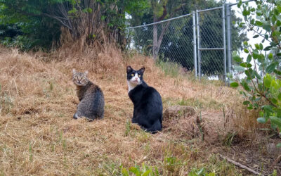 Cats: garden defenders